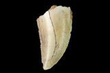 Serrated, Raptor Tooth - Real Dinosaur Tooth #137187-1